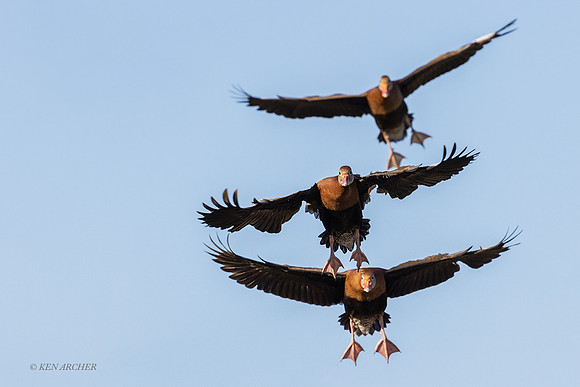 TXWD00174 - Black-bellied Whistling Duck