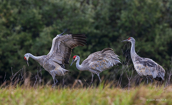 TXSC00080 - Sandhill Crane (lesser)