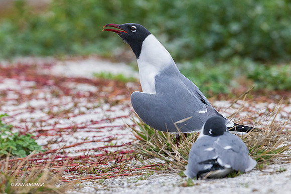 TXLG00006 - Laughing Gull