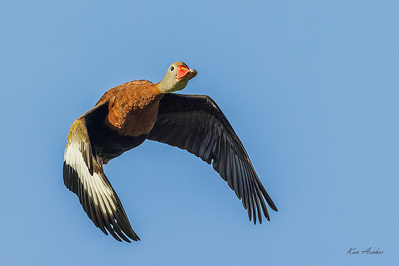 TXWD00505 - Black-bellied Whistling Duck
