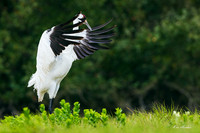 TXWC01243 - Whooping Crane