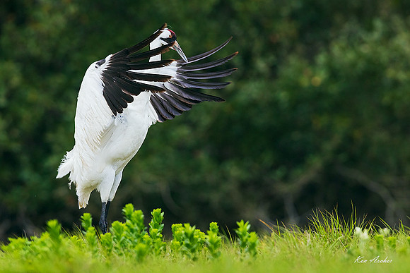 TXWC01243 - Whooping Crane