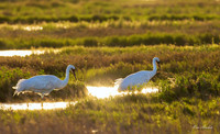 TXWC01769 - Whooping Crane
