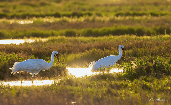 TXWC01769 - Whooping Crane