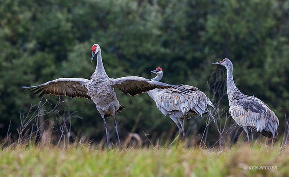 TXSC00076 - Sandhill Crane (lesser)