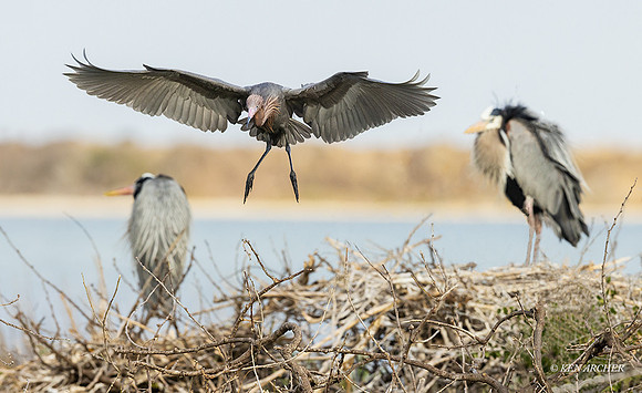 TXRE00057 _ Reddish Egret