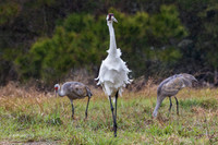 TXWC00422 - Whooping Crane