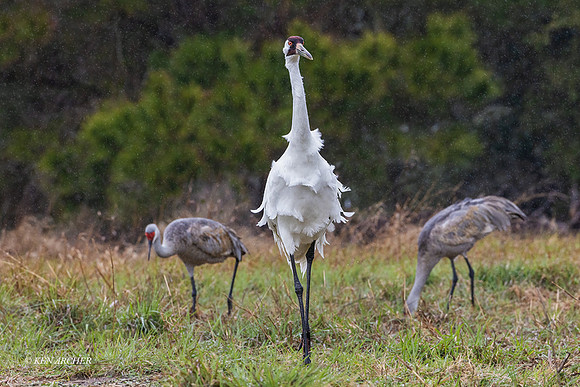 TXWC00422 - Whooping Crane