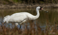 TXWC00838 - Whooping Crane