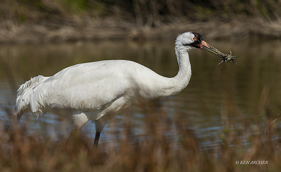 TXWC00838 - Whooping Crane