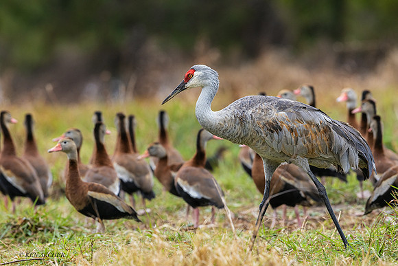 TXSC00002 - Sandhill Crane (lesser)