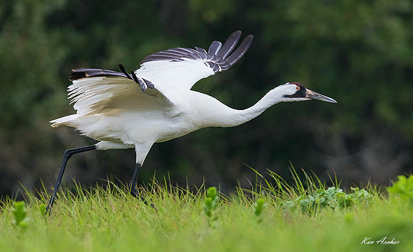 TXWC01359 - Whooping Crane