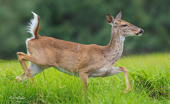 TXWD00041 - White-tailed Deer