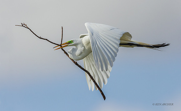 TXGE00036 - Great Egret