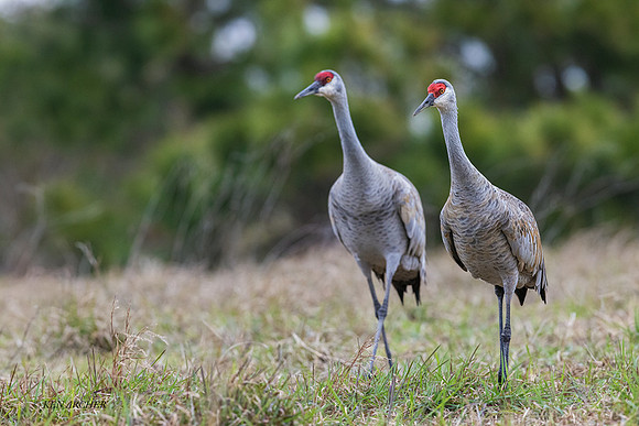 TXSC00108 - Sandhill Crane (lesser)
