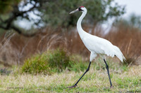 TXWC00513 - Whooping Crane