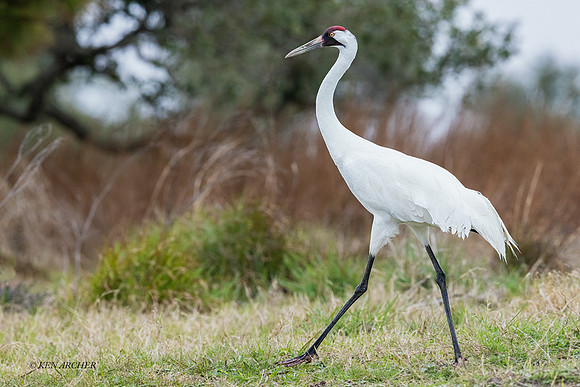 TXWC00513 - Whooping Crane