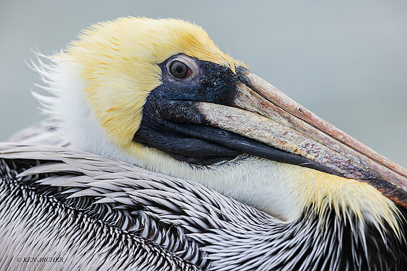 TXBP00018 Brown Pelican