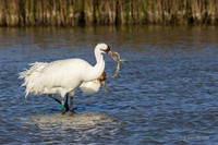 TXWC00753 - Whooping Crane