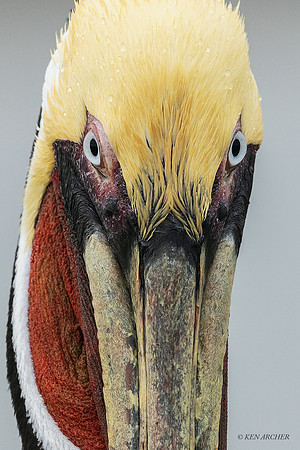 TXBP00031 - Brown Pelican
