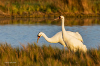 TXWC00975 - Whooping Crane