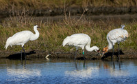 TXWC00806 - Whooping Crane