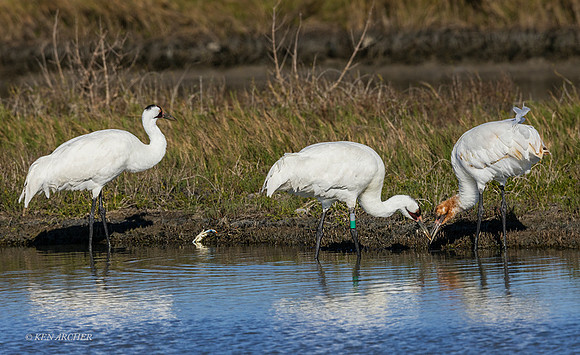 TXWC00806 - Whooping Crane