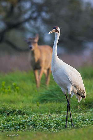 TXWC01081 - Whooping Crane