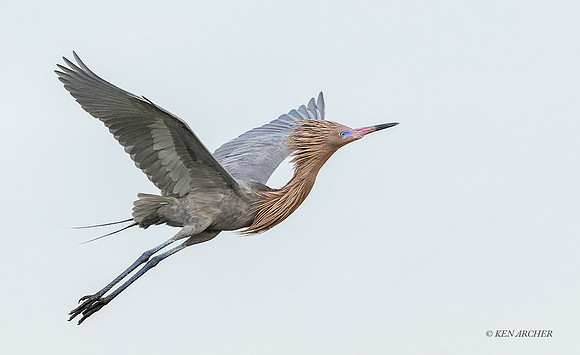 TXRE00046 - Reddish Egret