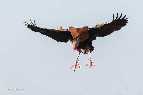 TXWD00194 - Black-bellied Whistling Duck