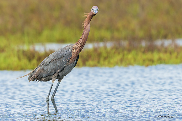 TXRE00185 - Reddish Egret