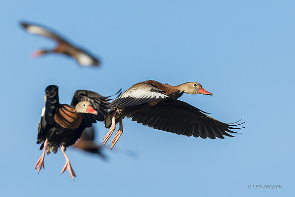 TXWD00182 - Black-bellied Whistling Duck