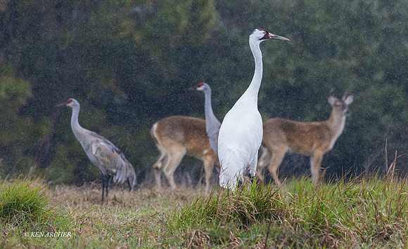 TXWC00350 - Whooping Crane