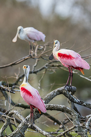 TXRS00086 - Roseate Spoonbill