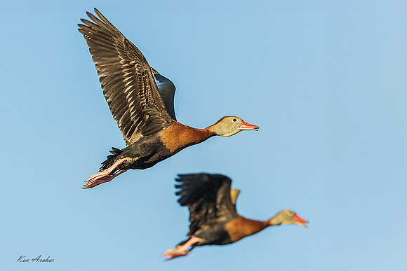 TXWD00210 - Black-bellied Whistling Duck
