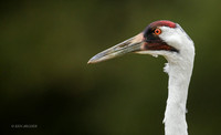 TXWC00555 - Whooping Crane
