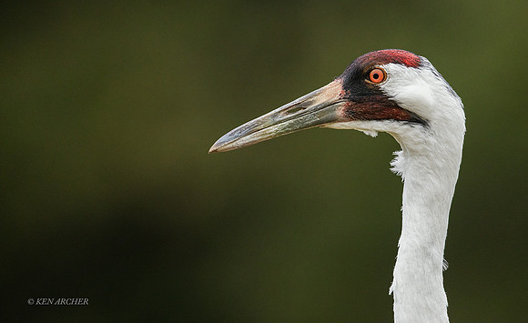 TXWC00555 - Whooping Crane