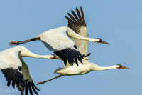 TXWC01654 - Whooping Crane
