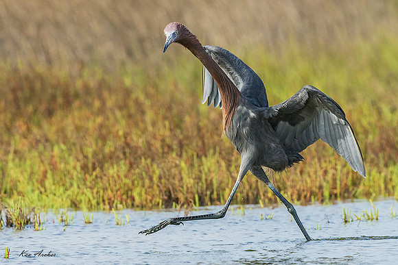 TXRE00094 - Reddish Egret