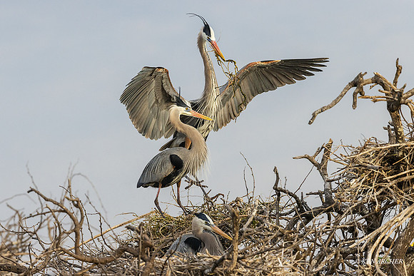 TXBH00012 _ Great Blue Heron