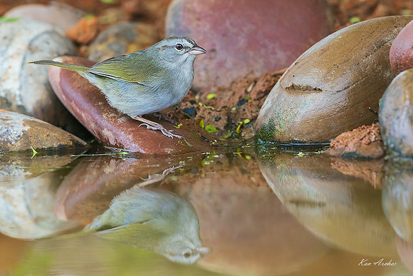 TXOS00035 - Olive Sparrow