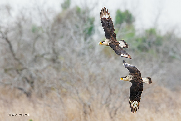 TXCC00225 - Crested Caracara