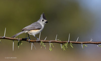 TXTT00011 - Tufted Titmouse