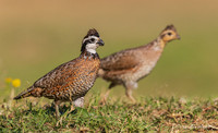 TXBQ00014 - Bobwhite Quail