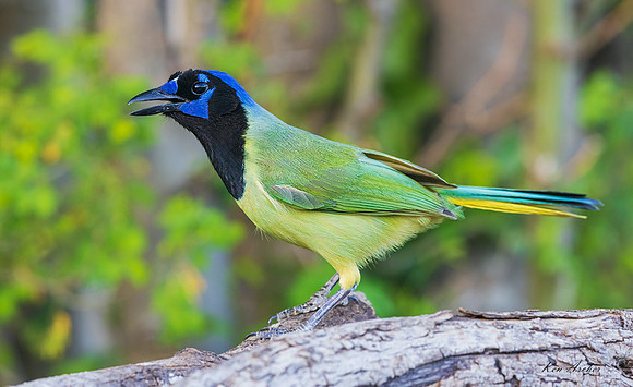 TXGJ00148 - Green Jay