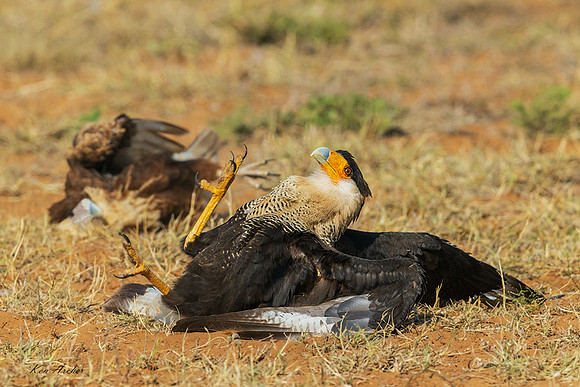 TXCC00694 - Crested Caracara
