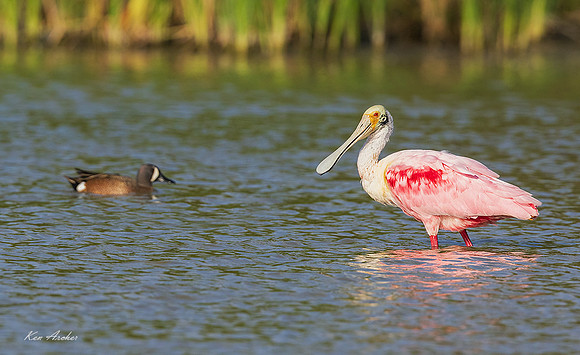 TXRS00117 - Roseate Spoonbill