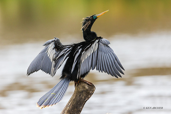 TXAH00039 - Anhinga