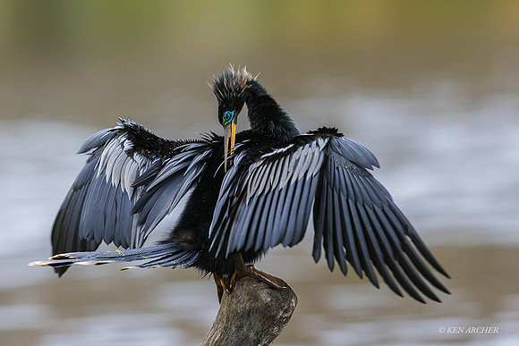 TXAH00027 - Anhinga