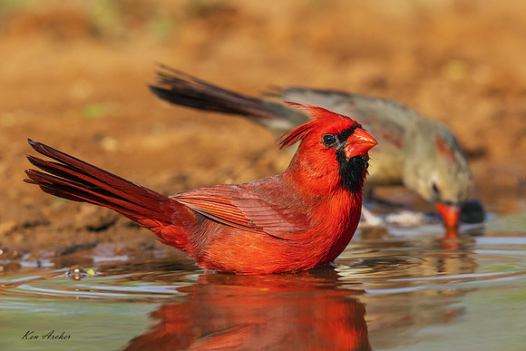 TXNC01289 - Northern Cardinal